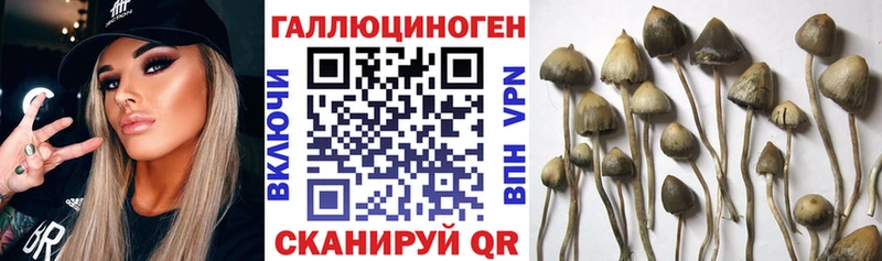 Купить закладки  Невьянск  Псилоцибиновые грибы Cubensis 